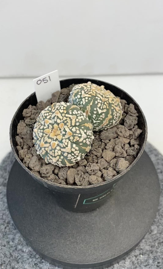 Astrophytum SuperKabuto V-Type, double header