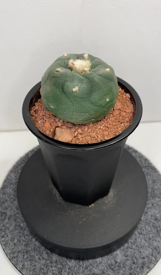 Lophophora Hybrid, Koehresii x Fricii "5"