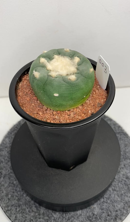 Lophophora Hybrid, Koehresii x Fricii "3"