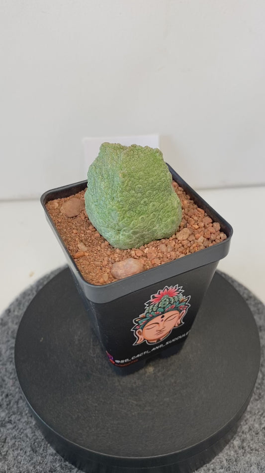 Pseudolithos Cubiformis #004