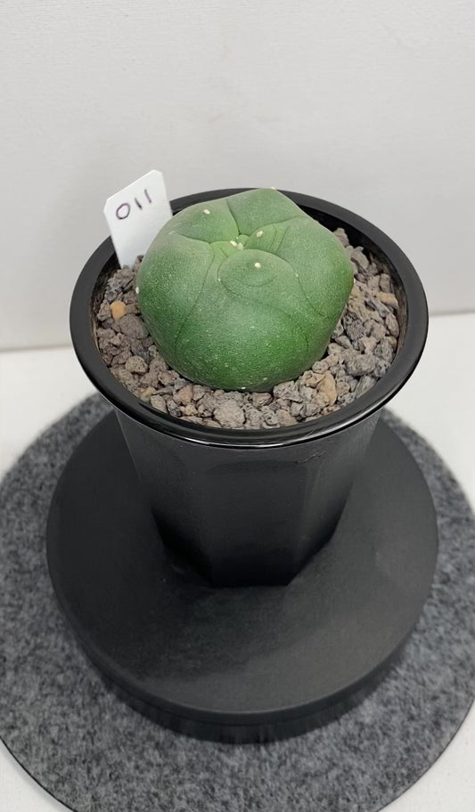 Lophophora Diffusa Hybrid "011"