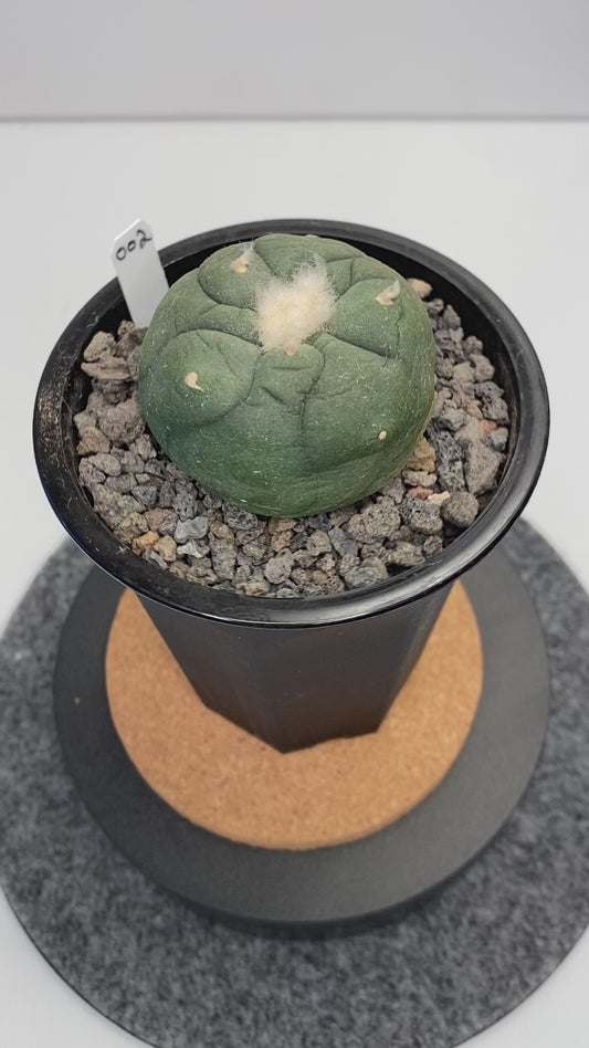 Lophophora Koehresii x Fricii Hybrid "002"