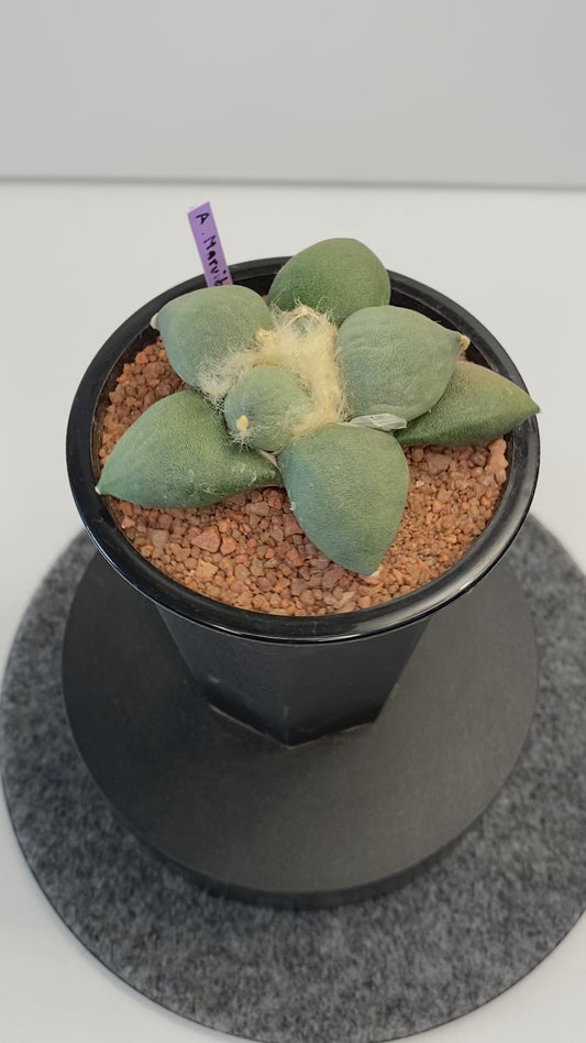 Ariocarpus Retusus cv. Maruibo