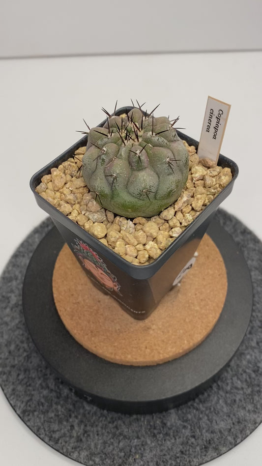 Copiapoa Cinerea