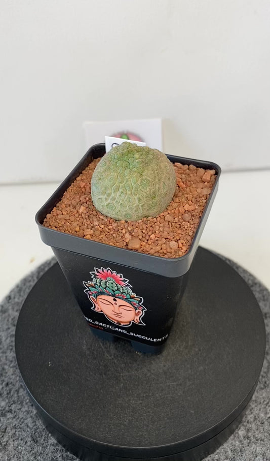 Pseudolithos Cubiformis #001