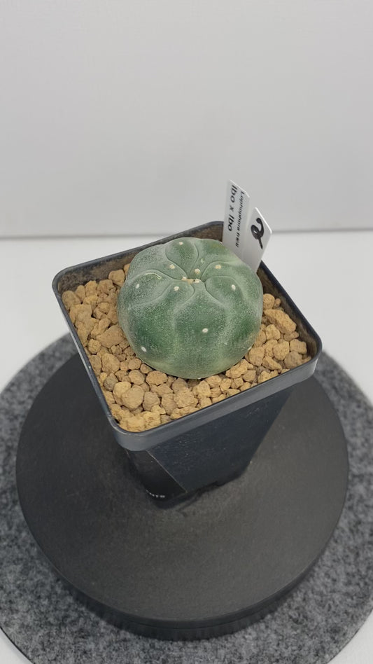 Lophophora Fricii IBO "2"