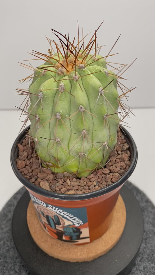 Copiapoa Haseltoniana