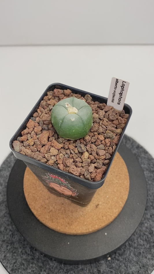 Lophophora alberto-vojtechii