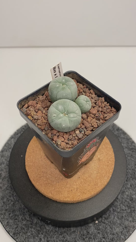 Lophophora Fricii IBO x IBO