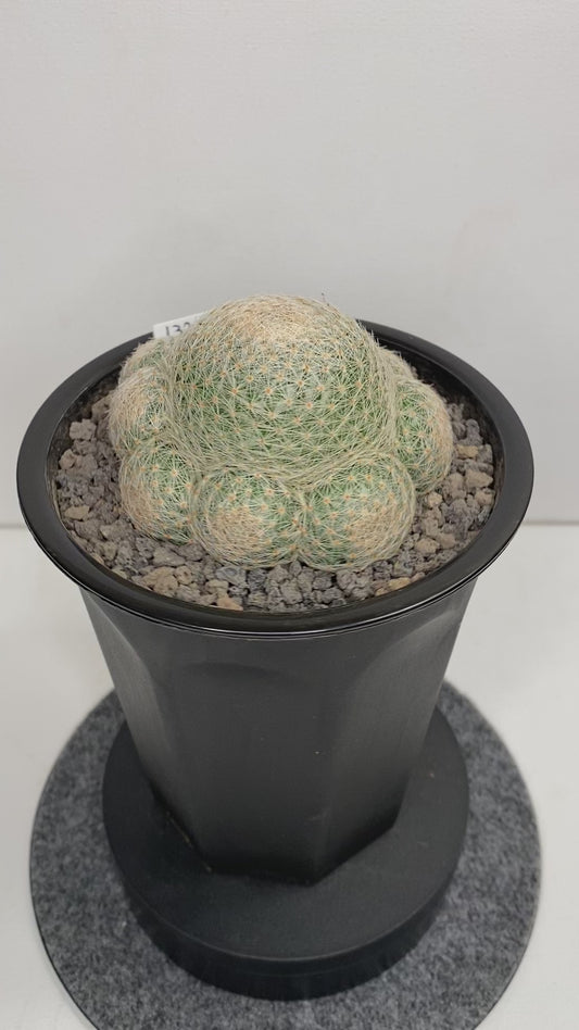 Mammillaria Lenta "132"