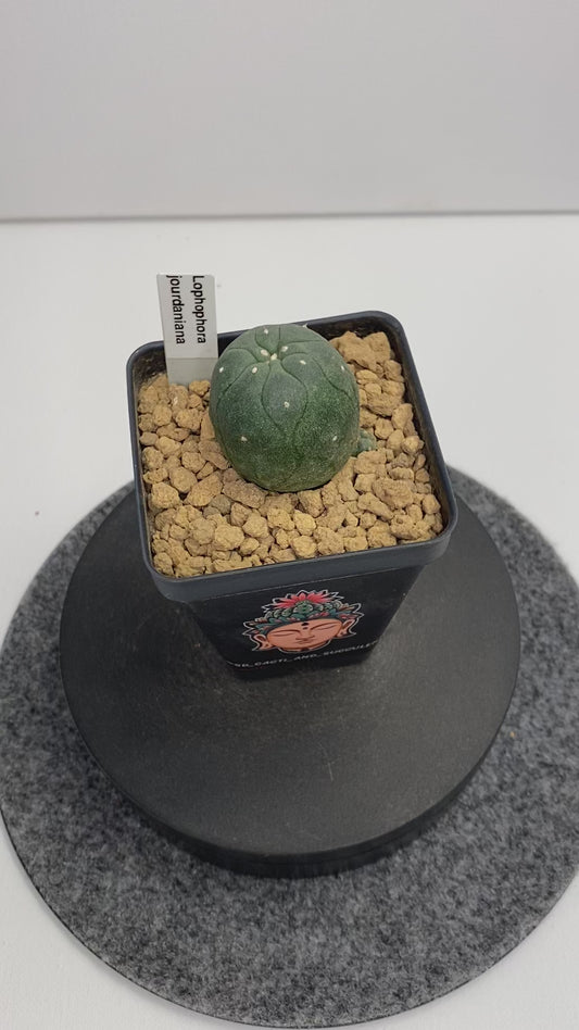 Lophophora var. Jourdaniana