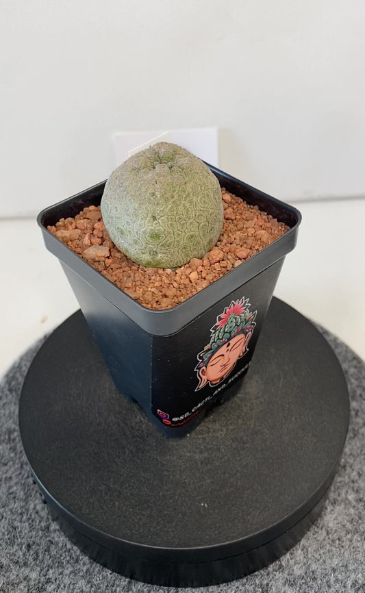 Pseudolithos Cubiformis #010