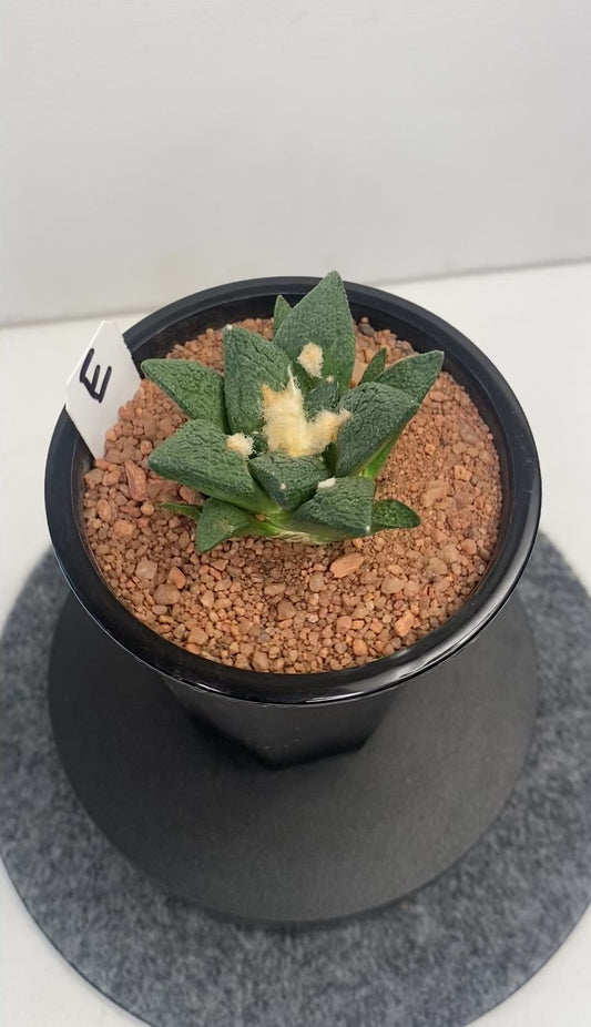 Ariocarpus Fissuratus cv. Godzilla "E"