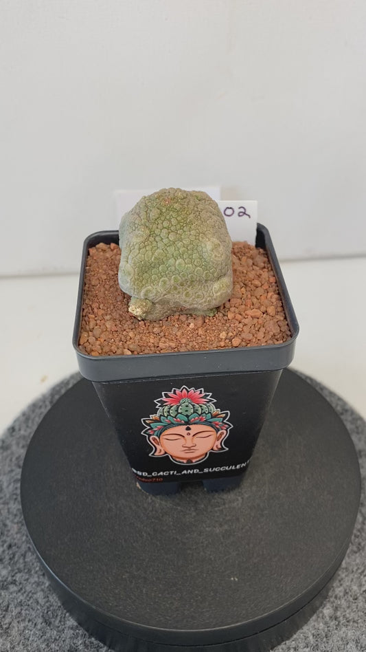 Pseudolithos Cubiformis #002