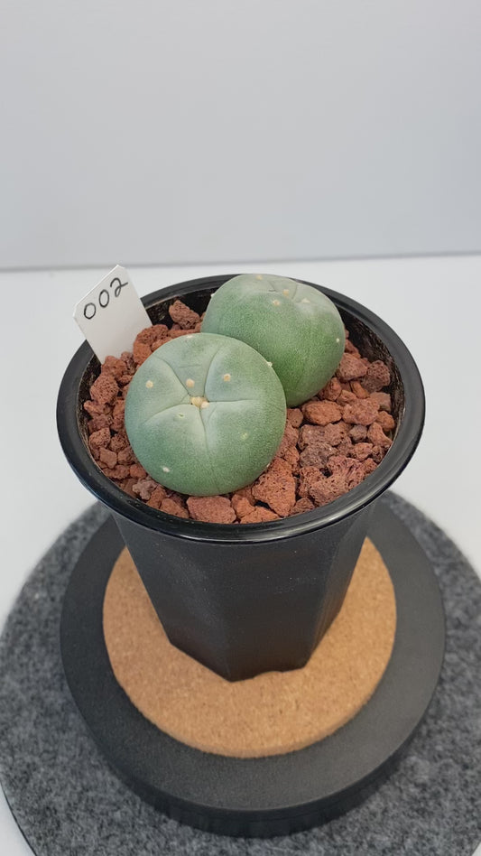 Lophophora Fricii Twin "002"