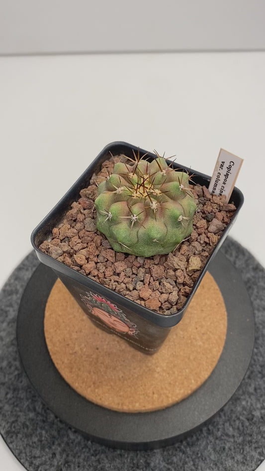 Copiapoa Cinerea var. Columna Alba "A"