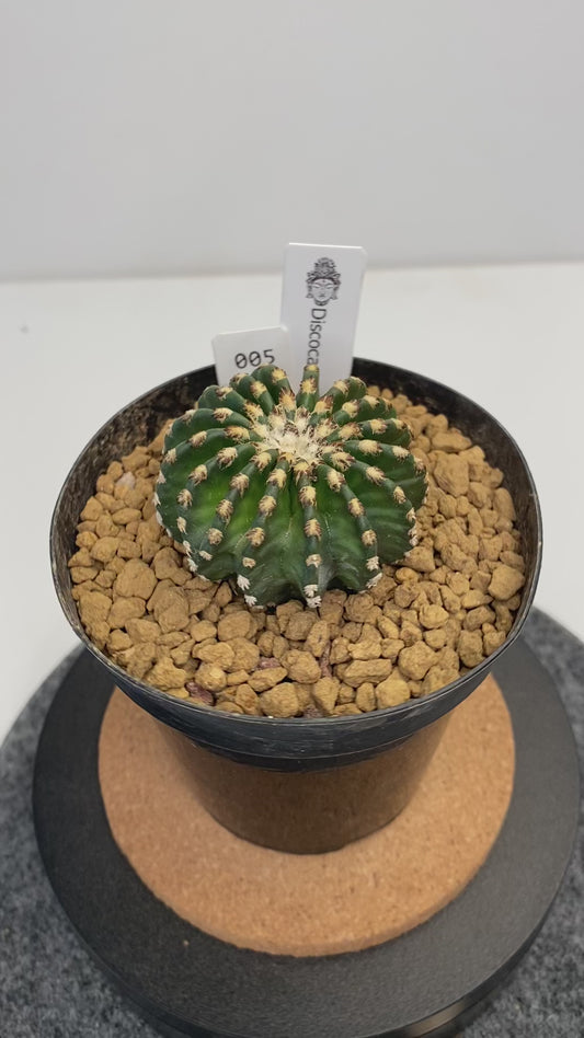 Discocactus horstii #005
