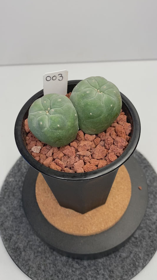 Lophophora Fricii Twin "003"