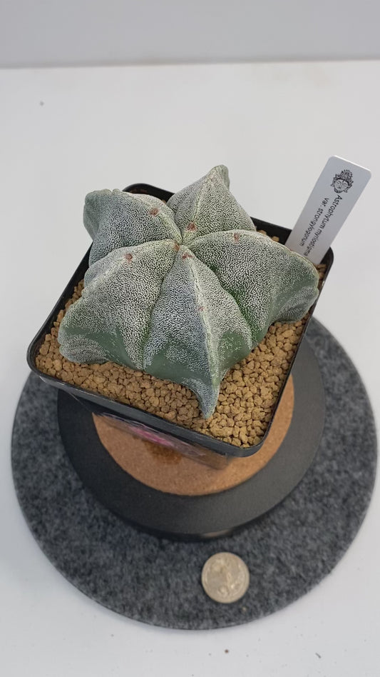 Astrophytum myriostigma var. strongylogonum