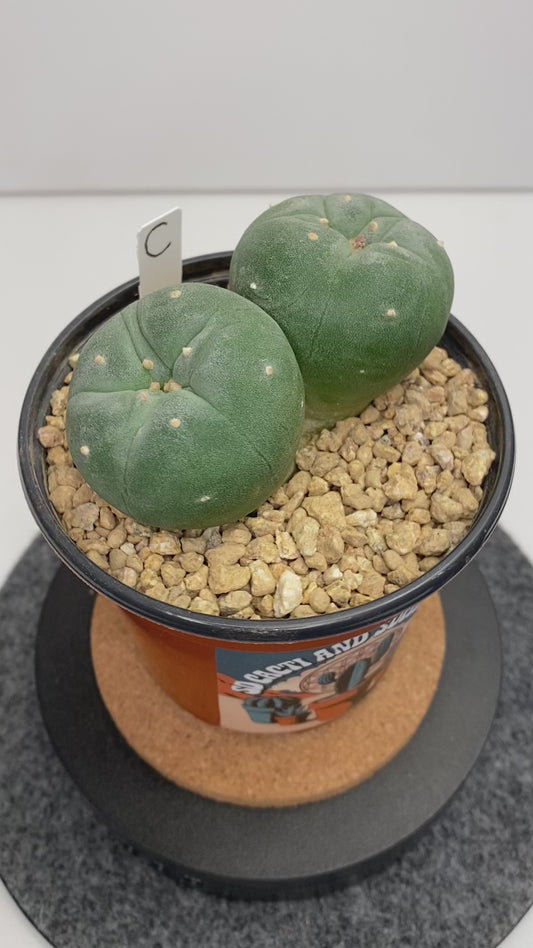 Lophophora Fricii Twin "C"