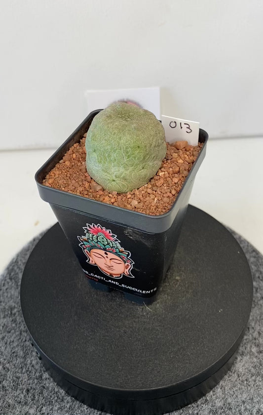 Pseudolithos Cubiformis #013