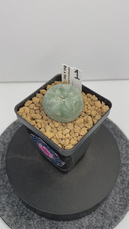 Lophophora Fricii IBO "1"