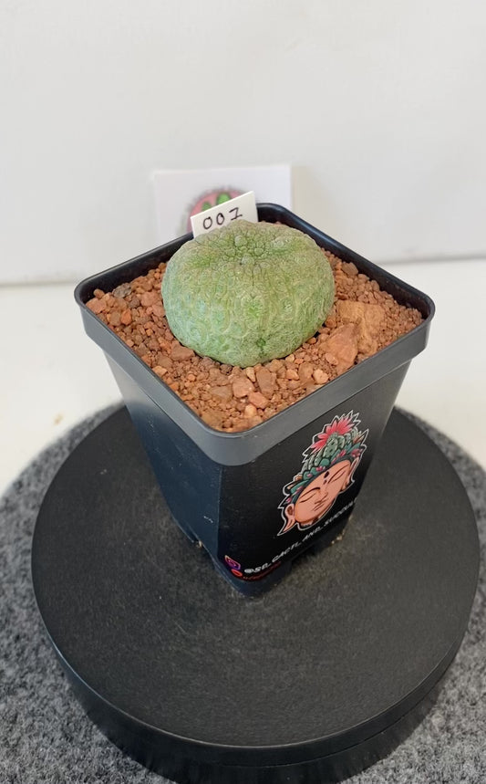 Pseudolithos Cubiformis #007