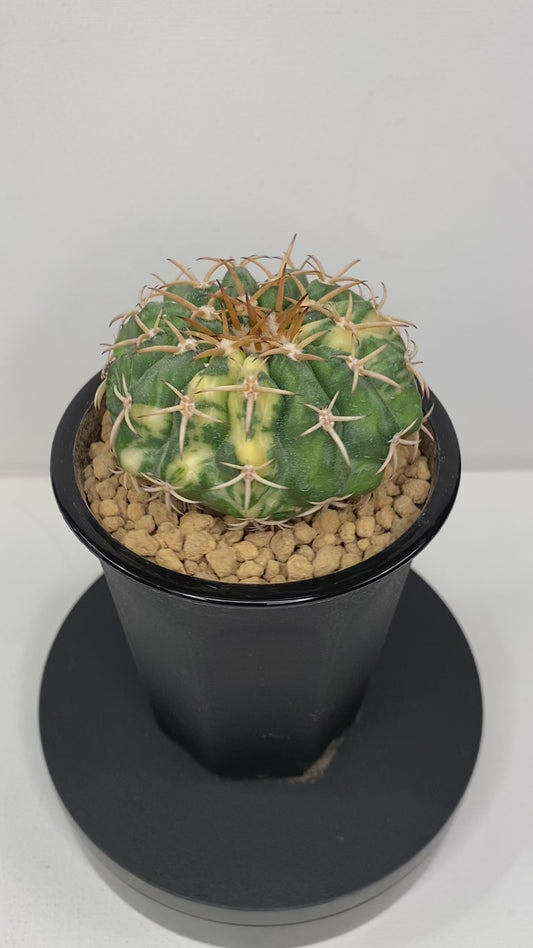 Discocactus Placentiformis Variegated