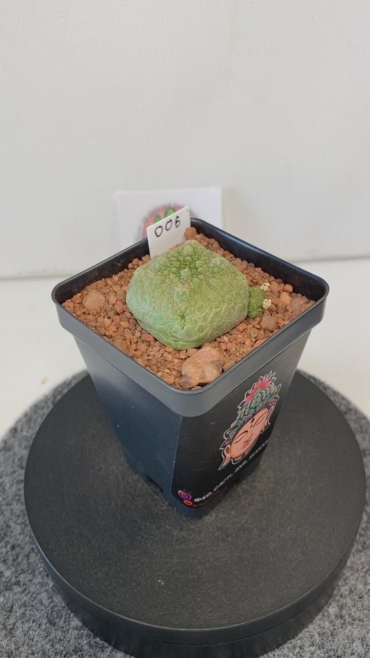 Pseudolithos Cubiformis #006