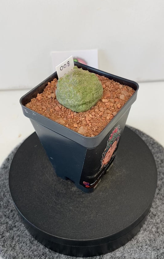 Pseudolithos Cubiformis #008