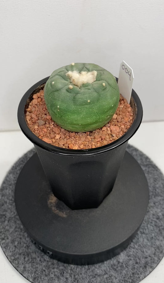 Lophophora Hybrid, Koehresii x Fricii "4"