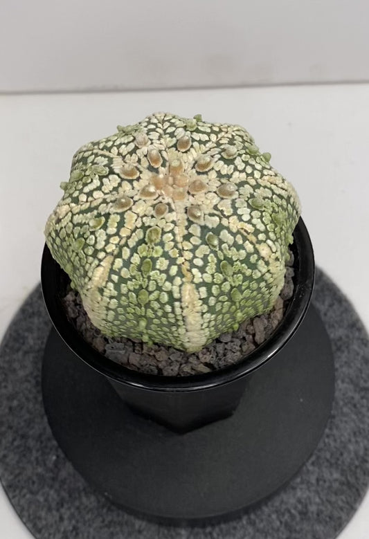 Astrophytum Asterias cv. "Super Kabuto" 8 ribs