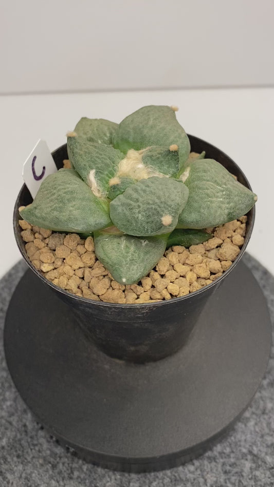 Ariocarpus Retusus cv. Cauliflower "C"