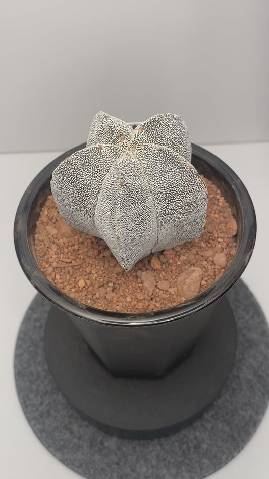 Astrophytum Myriostigma cv. Onzuka "D"