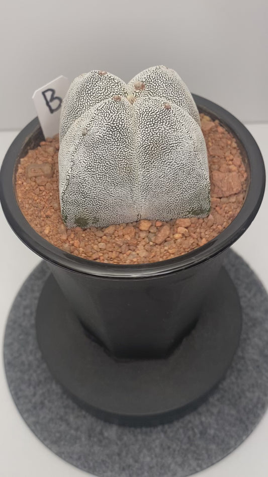 Astrophytum Myriostigma cv. Onzuka "B"