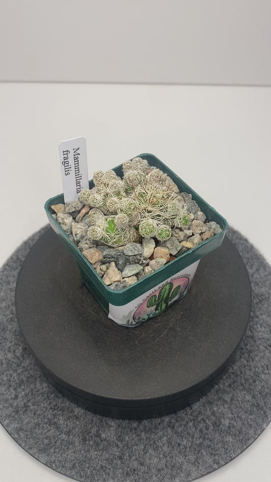 Mammillaria Gracilis Fragilis “Thimble Cactus”