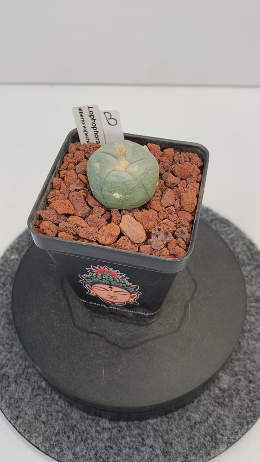 Lophophora Alberto-Vojtechii "B"