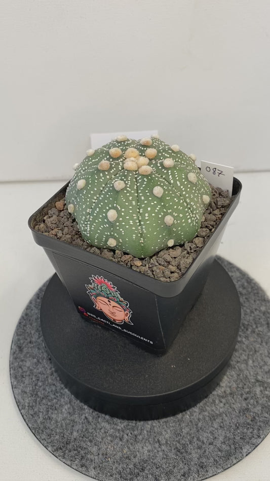 Astrophytum Asterias cv. Super Kabuto "087"