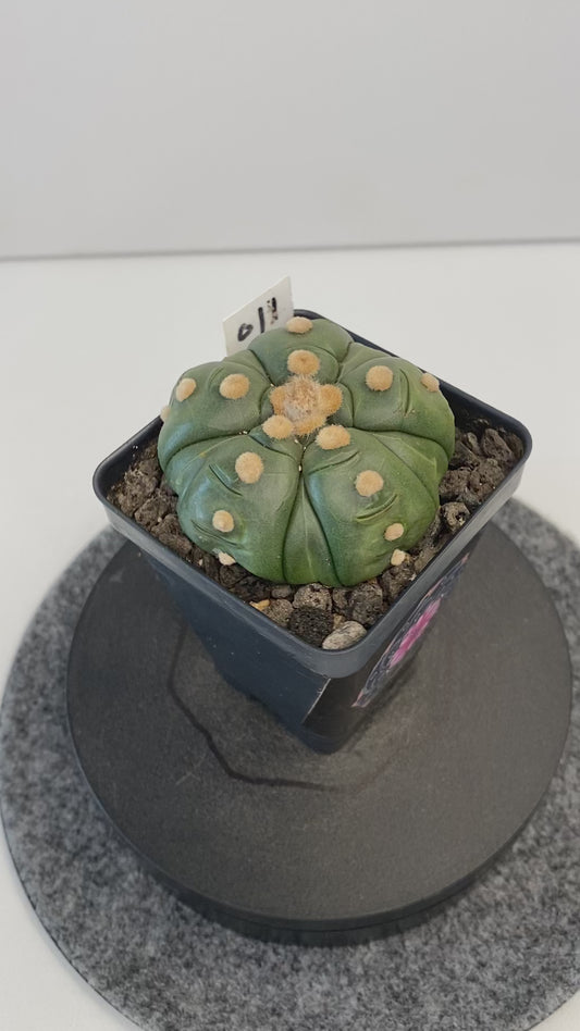 Astrophytum Asterias 5 Ribs