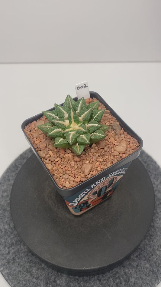 Ariocarpus Kotschoubeyanus var. Elephantidens #002