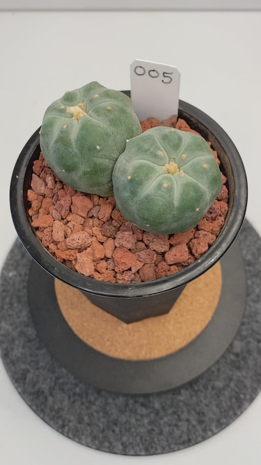 Lophophora Fricii var. IBO Twin "005"