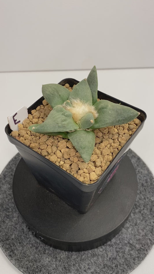 Ariocarpus Retusus cv. Cauliflower "E"