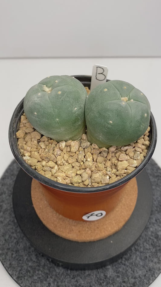 Lophophora Fricii Twin "B"