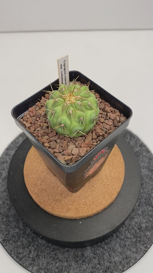 Copiapoa Cinerea var. Columna Alba "B"