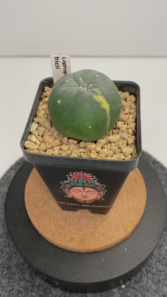 Variegated Lophophora Fricii