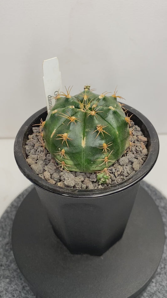 Gymnocalycium Damsii v. Rotundulum