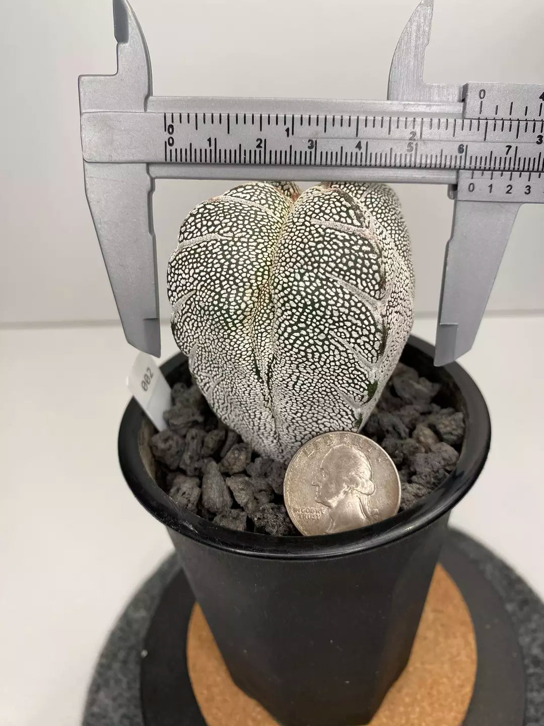 Astrophytum myriostigma cv. Onzuka #002