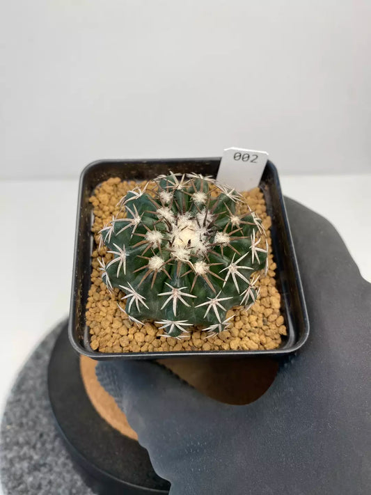 Discocactus hybrid horstii x crystallophilus #002