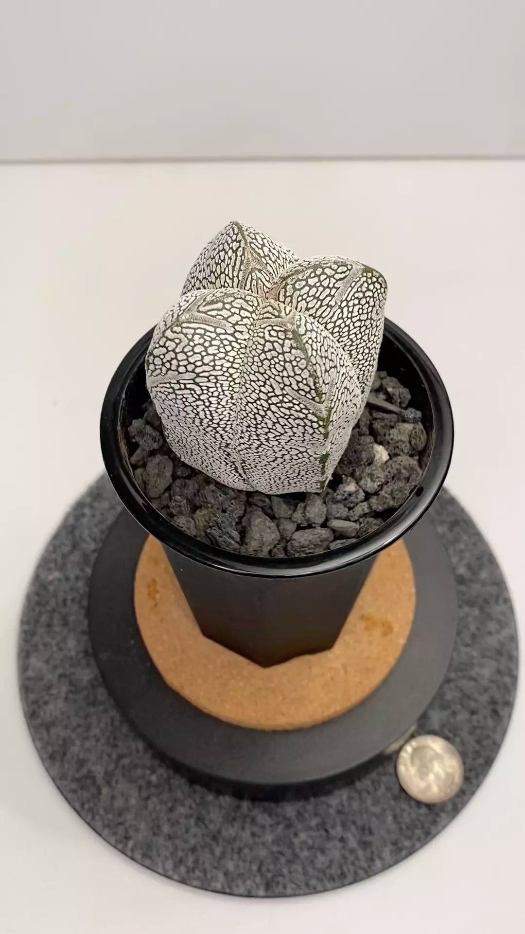 Astrophytum myriostigma cv. Onzuka #004