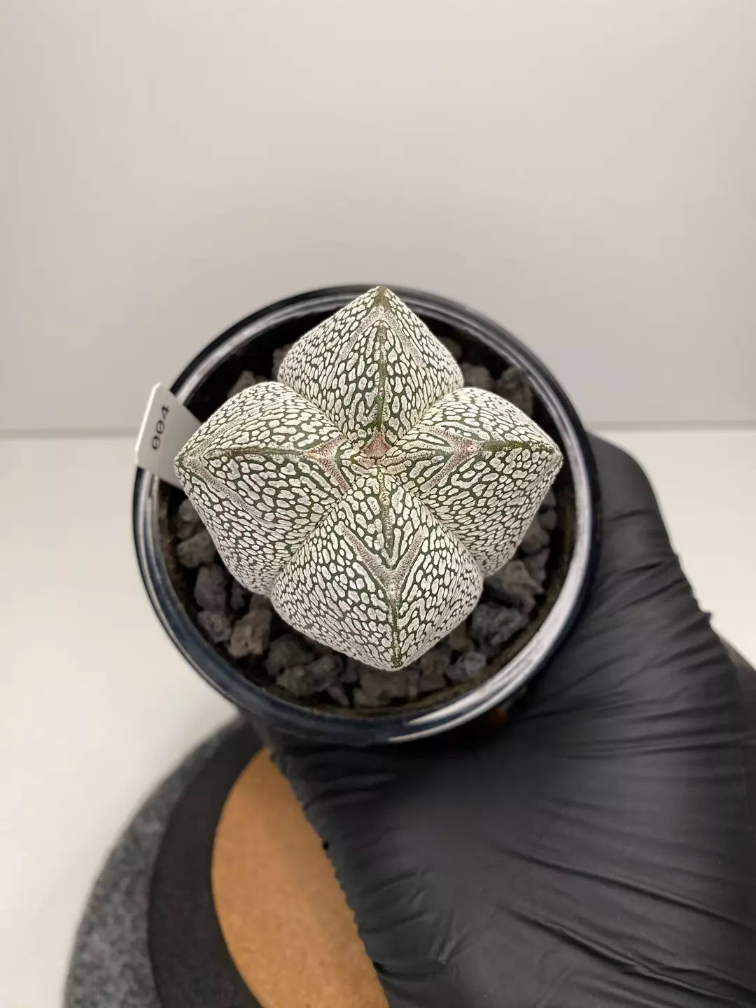 Astrophytum myriostigma cv. Onzuka #004